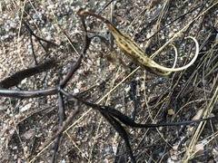 Proboscidea althaeifolia