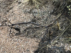 Proboscidea althaeifolia