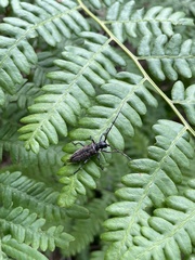 Monochamus maculosus