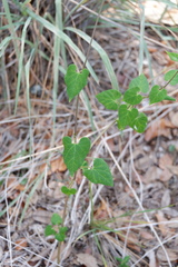 Matelea edwardsensis