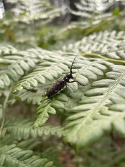 Monochamus maculosus
