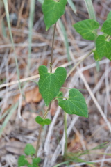 Matelea edwardsensis
