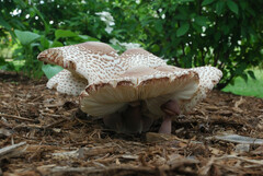 Leucoagaricus americanus