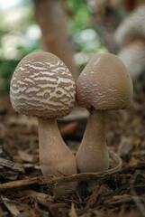 Leucoagaricus americanus