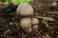Leucoagaricus americanus