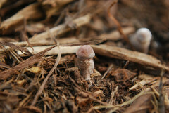 Leucoagaricus americanus