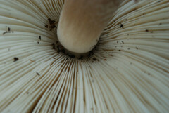 Leucoagaricus americanus