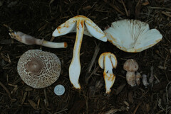 Leucoagaricus americanus