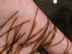 Potamogeton strictifolius