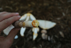 Leucoagaricus americanus
