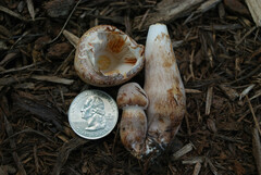 Leucoagaricus americanus