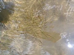 Potamogeton strictifolius