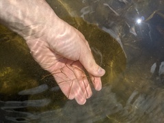 Potamogeton strictifolius