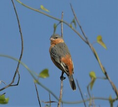 Sporophila hypoxantha