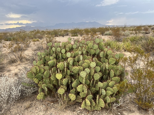 Image of Opuntia spinosibacca by (c) Clifton Ladd, C.W.B., some rights reserved (CC BY)