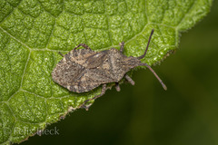 Villasitocoris inconspicuus