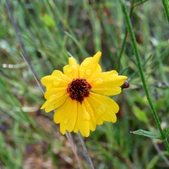 Coreopsis linifolia