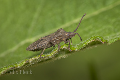 Villasitocoris inconspicuus