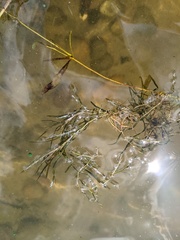Potamogeton strictifolius