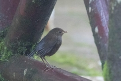 Brachypteryx cruralis