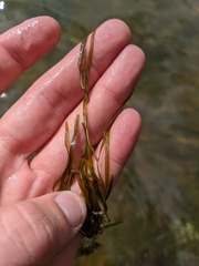 Potamogeton strictifolius