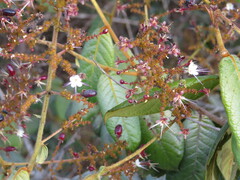 Hirtella glandulosa