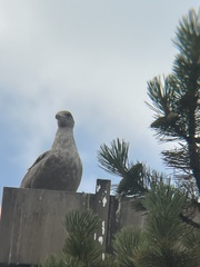 Larus glaucescens × occidentalis