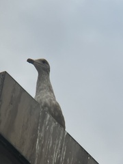 Larus glaucescens × occidentalis