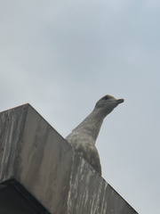 Larus glaucescens × occidentalis