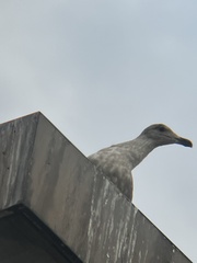 Larus glaucescens × occidentalis