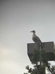 Larus glaucescens × occidentalis