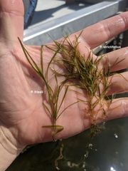 Potamogeton strictifolius