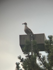 Larus glaucescens × occidentalis