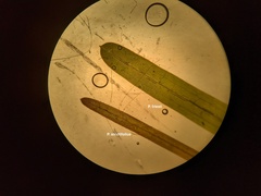 Potamogeton strictifolius