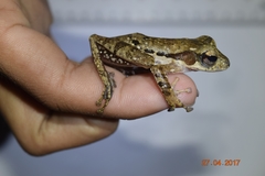 Polypedates macrotis