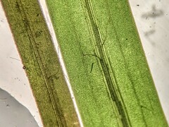Potamogeton strictifolius