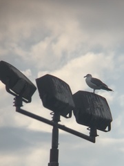 Larus glaucescens × occidentalis