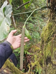 Anthurium coripatense