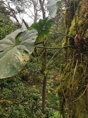 Anthurium coripatense