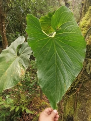 Anthurium coripatense