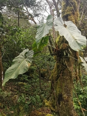 Anthurium coripatense