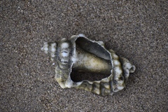 Persististrombus granulatus