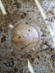 Patro australis
