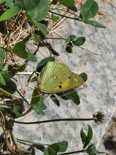 Colias poliographus