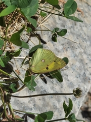 Colias
