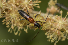 Neocompsa tenuissima