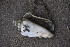 Persististrombus granulatus