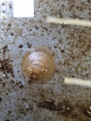 Patro australis