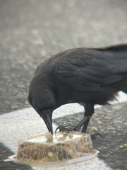 Corvus brachyrhynchos