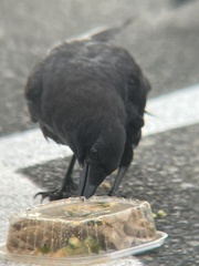 Corvus brachyrhynchos